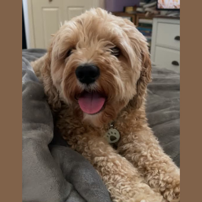 Photo of Ollie