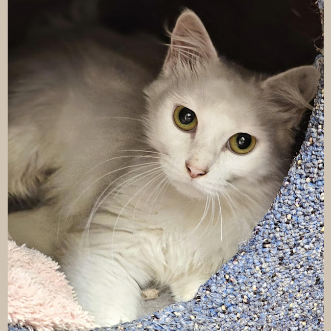 Photo of Willow