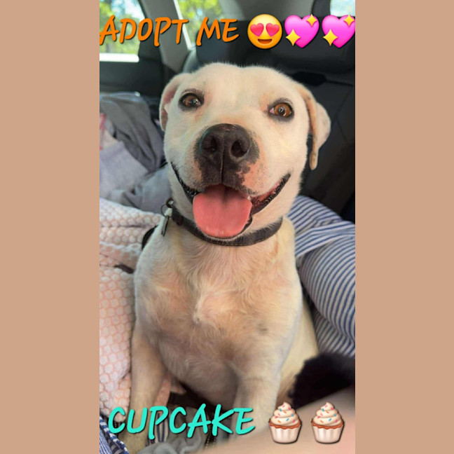Photo of Cupcake