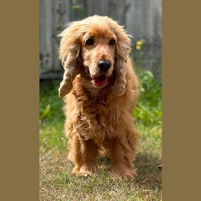 Photo of Goldy