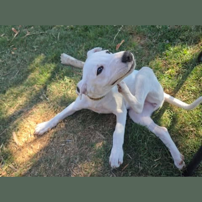Photo of Casper
