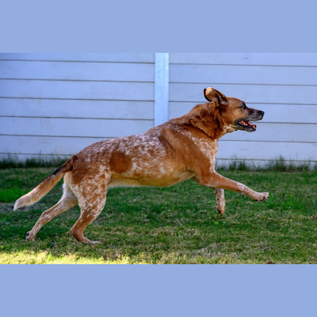 Photo of Dot