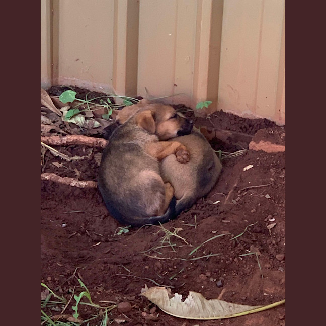 Photo of Timmy