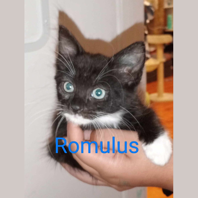 Photo of Romulus
