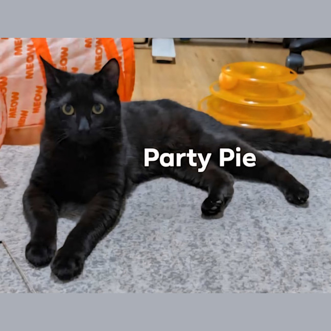 Photo of Party Pie