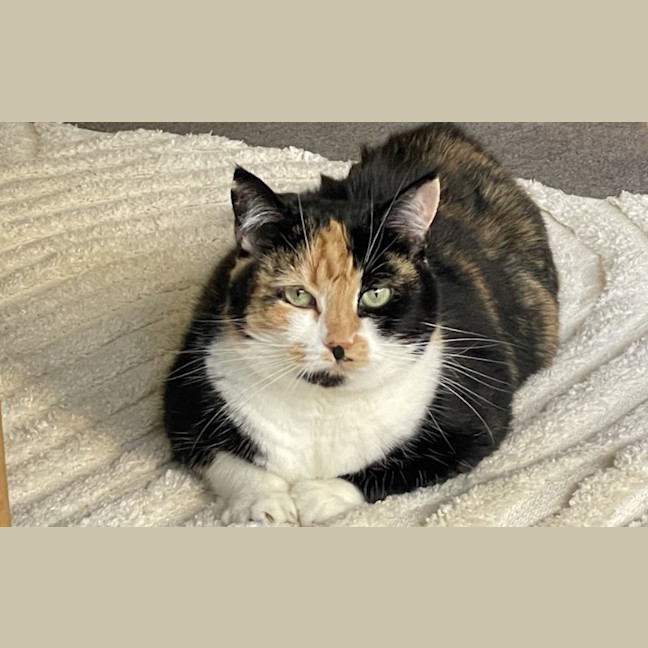 Photo of Cleo