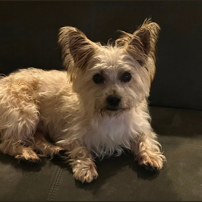 Photo of Fluffy 🐶🐕