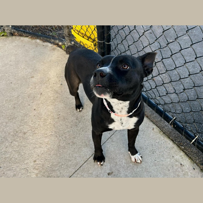 Photo of Rain Imp 1080