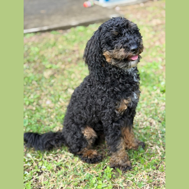Photo of Teddy