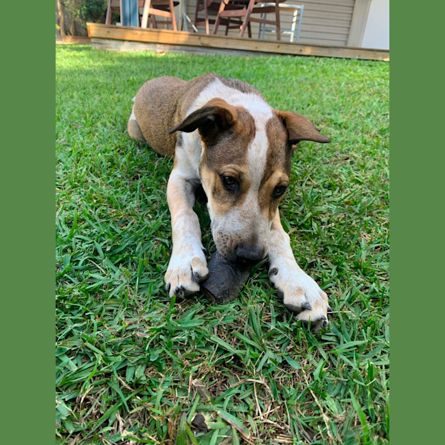 Photo of Hunter