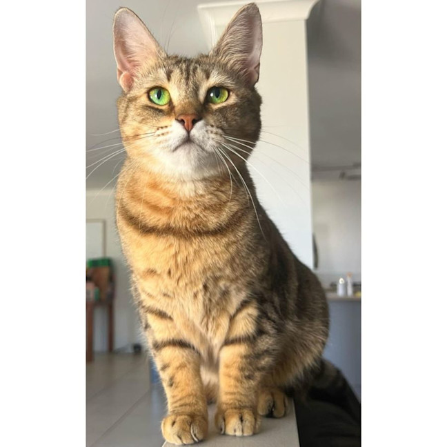 Photo of 6295   Adele