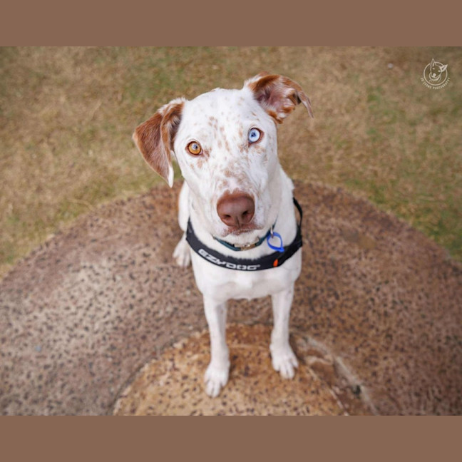 Photo of Dozer   3 Year Old Pointer X