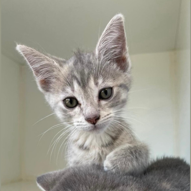 Photo of Missy