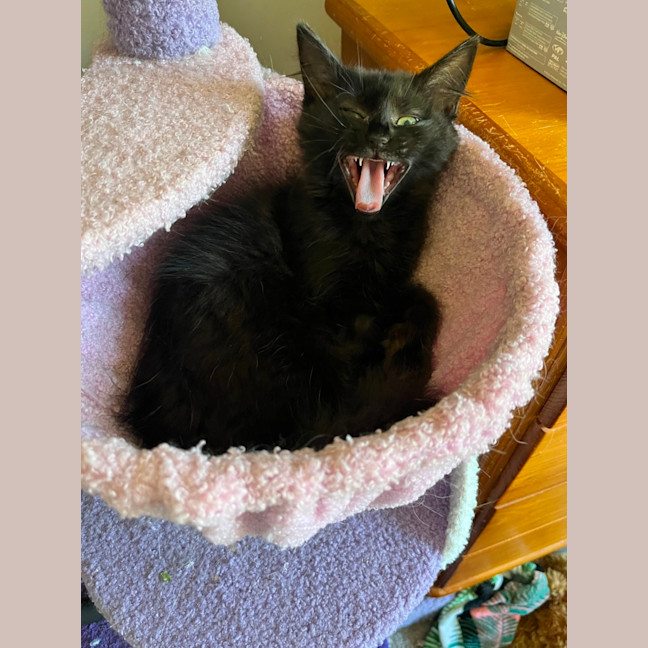 Photo of Monkey 🐒💙 *9 Lives Project Rescue*