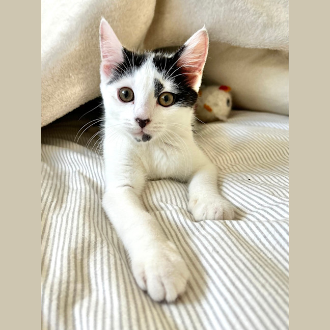 Photo of Pebbles 