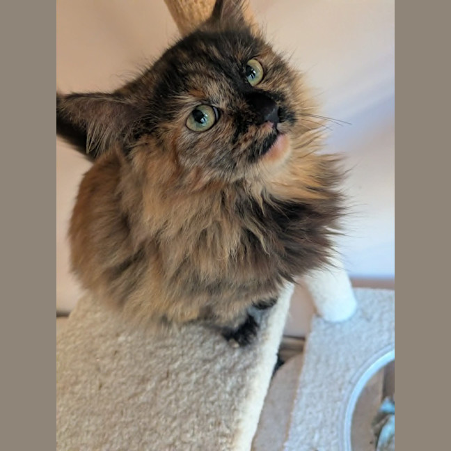 Photo of Bella