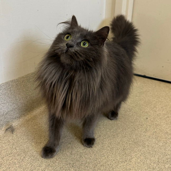 Photo of Tink