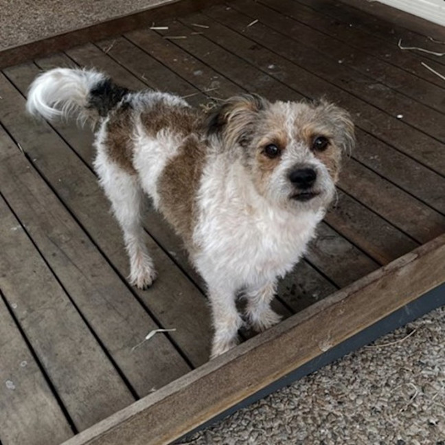 Photo of Fergus 