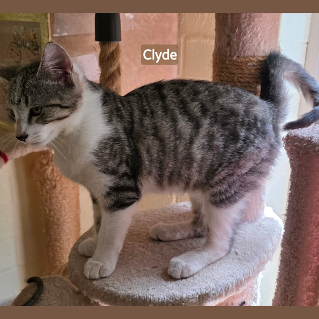 Photo of Clyde