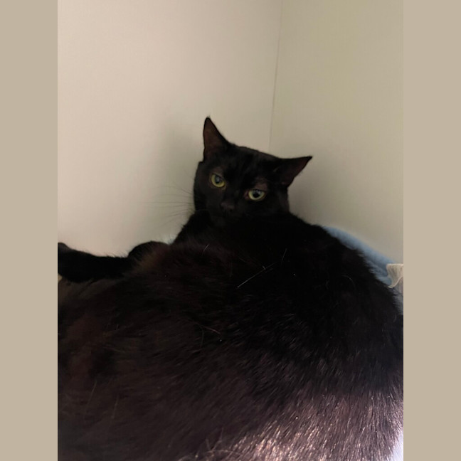 Photo of Onyx