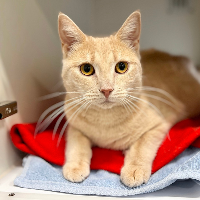 Photo of Sailor Moon