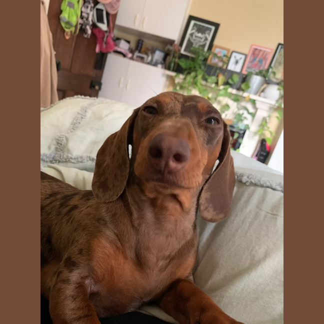 Photo of Bowie And Wombat