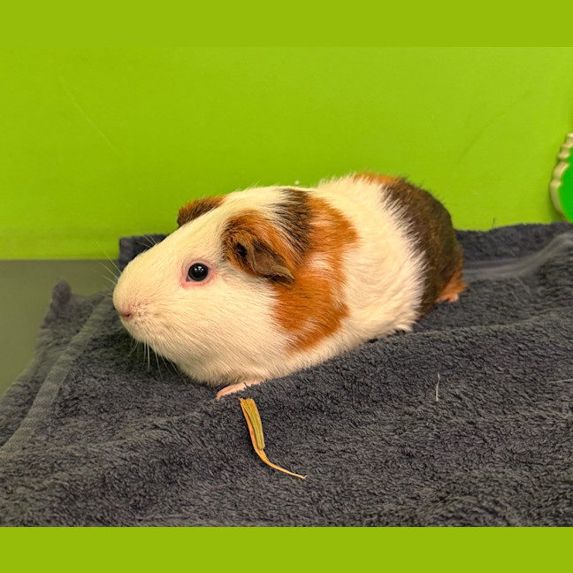 Photo of Biscuit