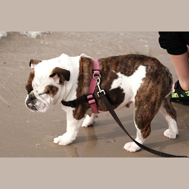 Photo of Gracie