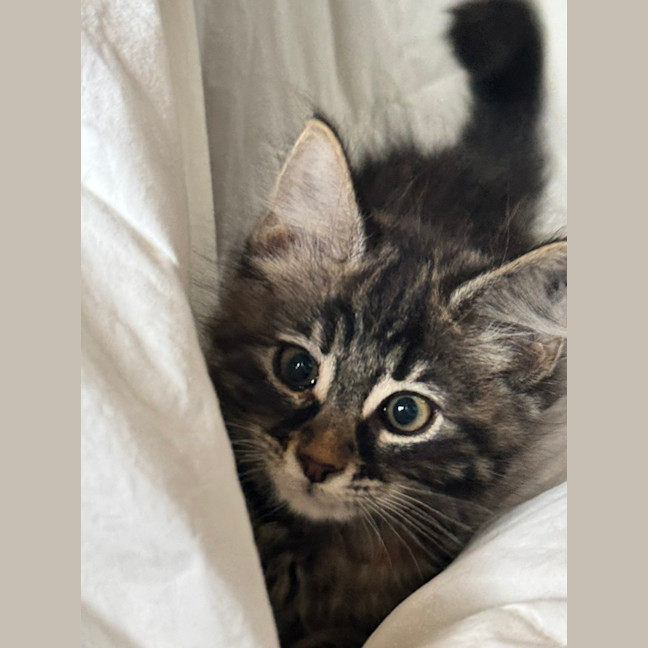 Photo of Purrora (Was Midnight Snack)