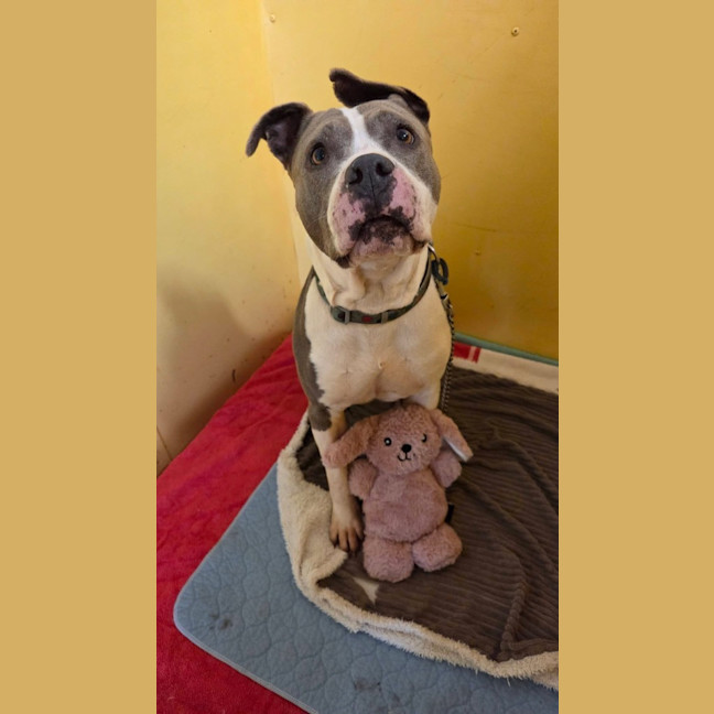 Photo of Koda