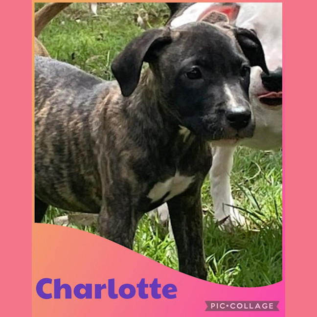 Photo of Charlotte 