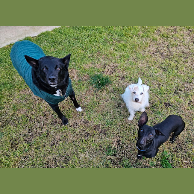 Photo of Twinkie