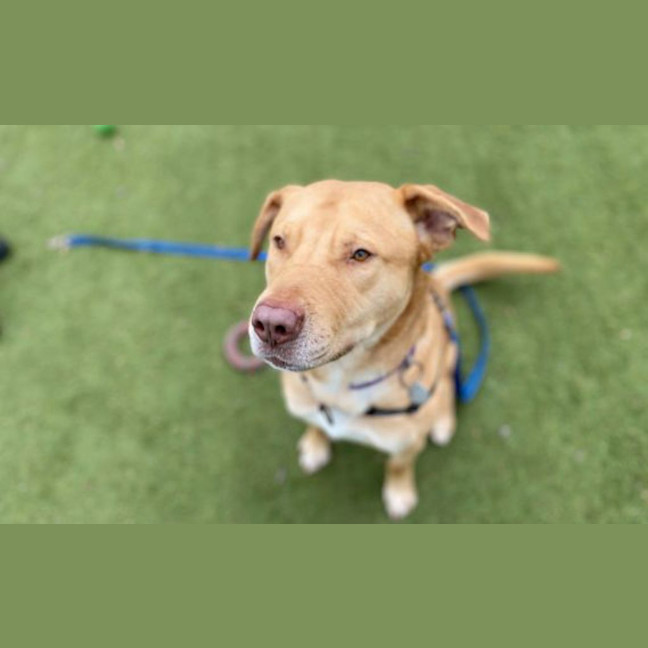 Photo of Whisky