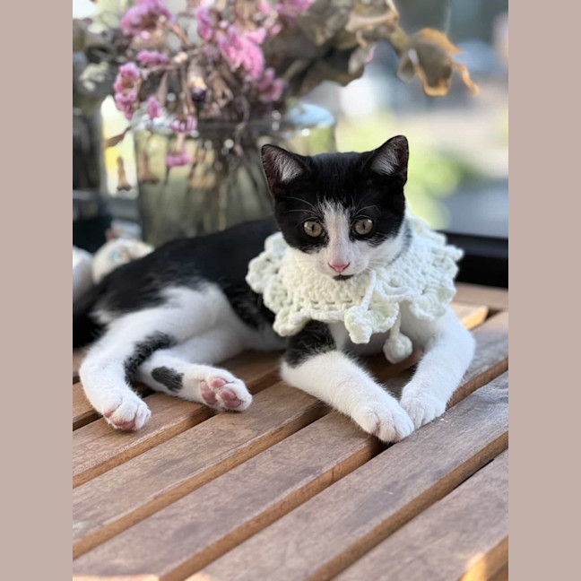 Photo of Moomoo & Bonbon