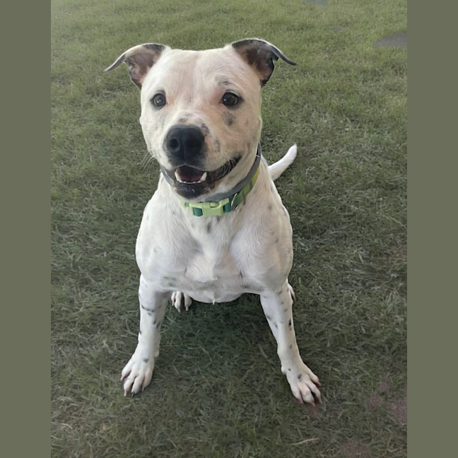 Photo of Kaos (4273)