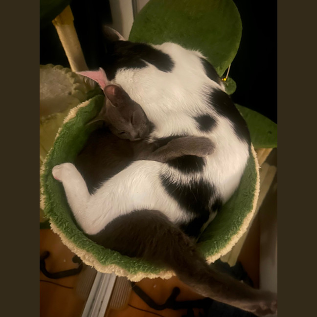 Photo of Violet