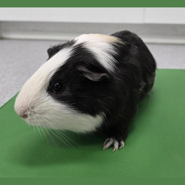 Photo of Mr Worldwide (Bonded To Mr Bombastic)