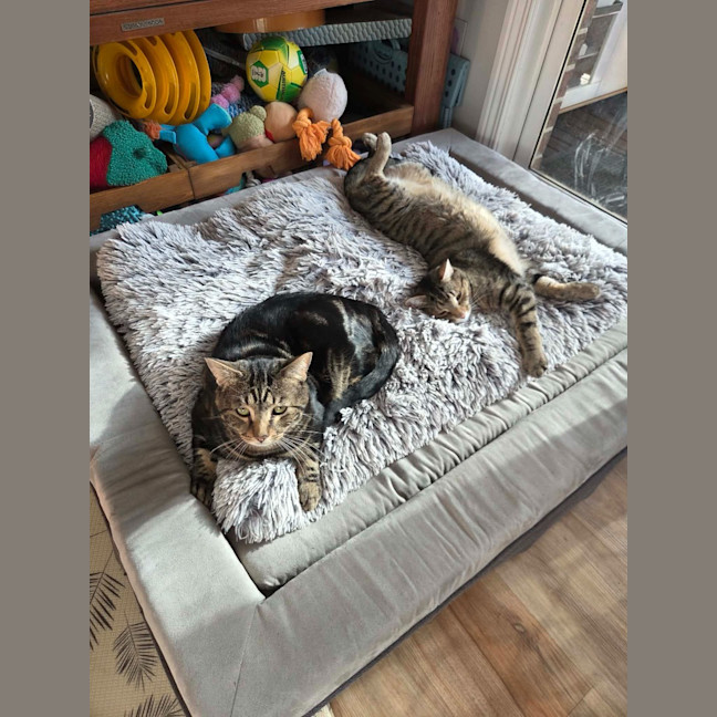 Photo of Buddy