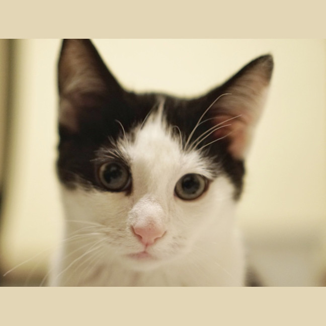 Photo of Oreo
