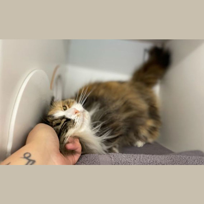 Photo of Milly