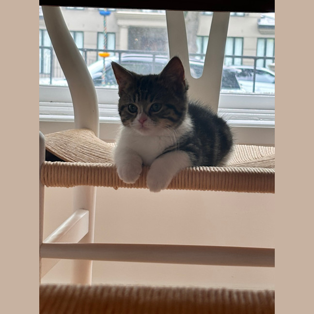 Photo of Velvet