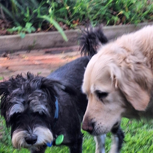 Photo of Rufus