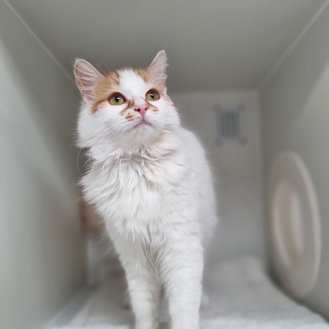 Photo of Pancake