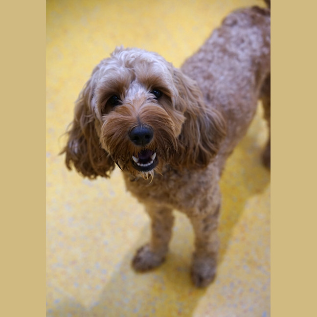 Photo of Ruby