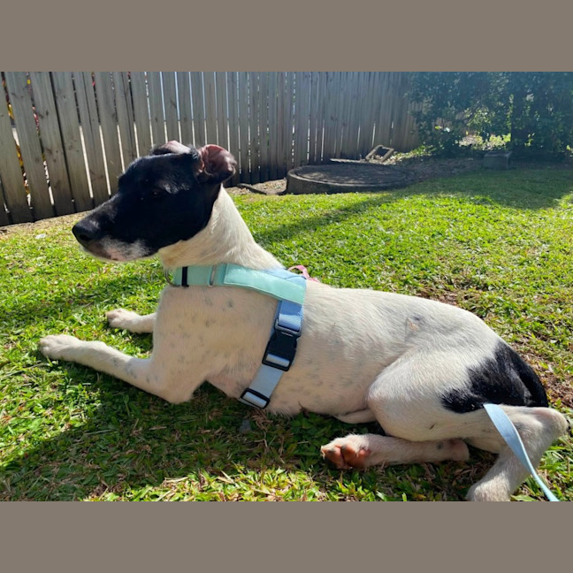 Photo of Nala