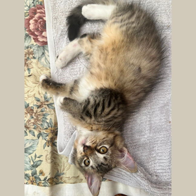 Photo of Root Beer Float