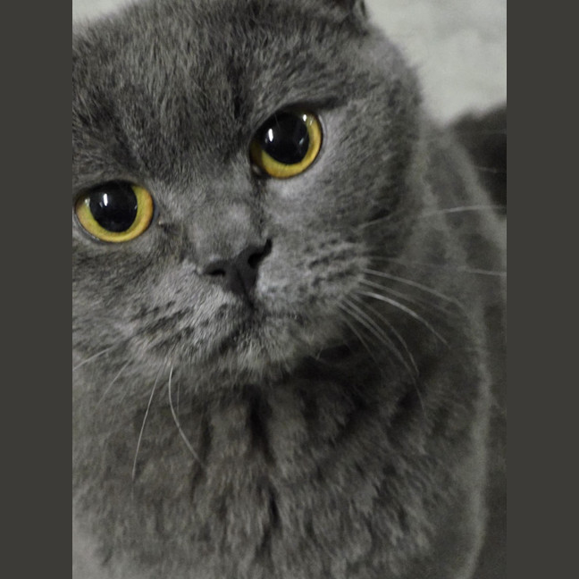 Photo of Miaowzzee
