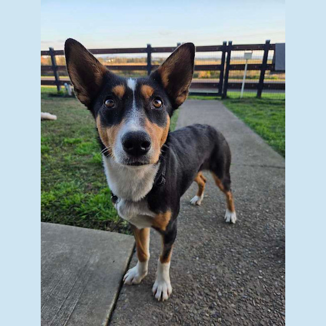 Photo of Roxy