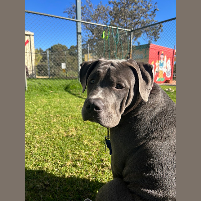 Photo of Phantom