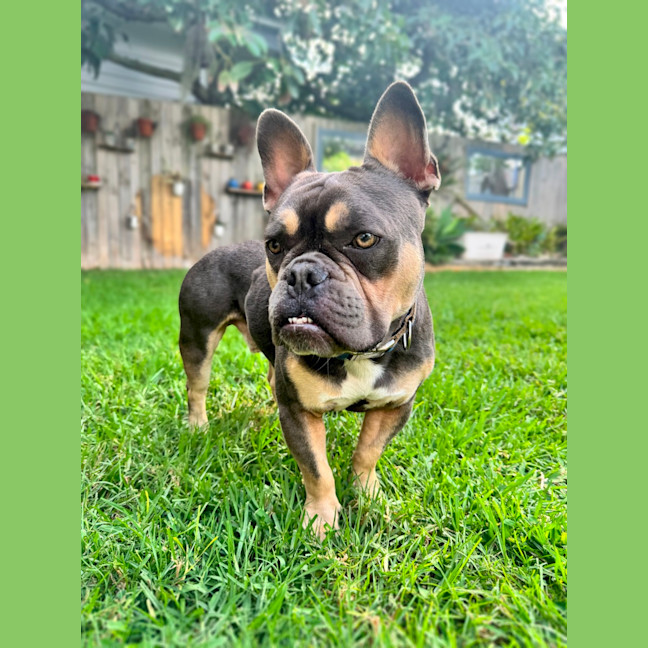 Photo of Nugget   2 Year Old French Bulldog X